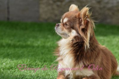 Chiot Chihuahua Chocolat Chiot Chihuahua Lilas Chiot Chihuahua Chocolat Chiot Chihuahua Lilas